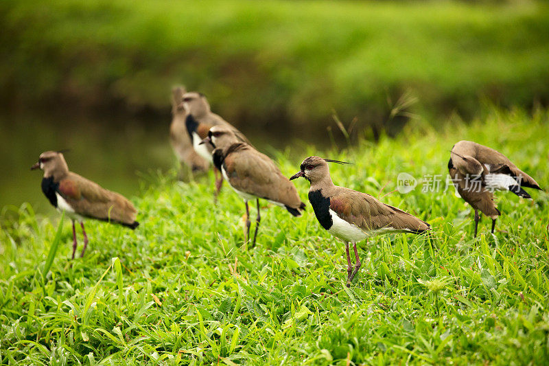 一群南田凫鸟(Vanellus chilensis)在一个郁郁葱葱的绿色田野，哥斯达黎加